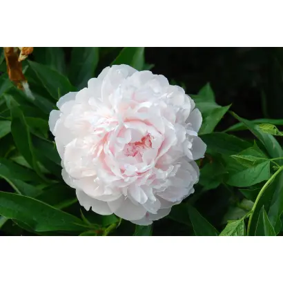 ДЖЕССИ ГИСТ