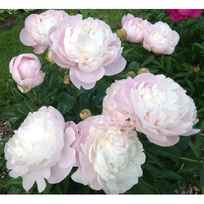 МЭРИ НИКОЛЗ