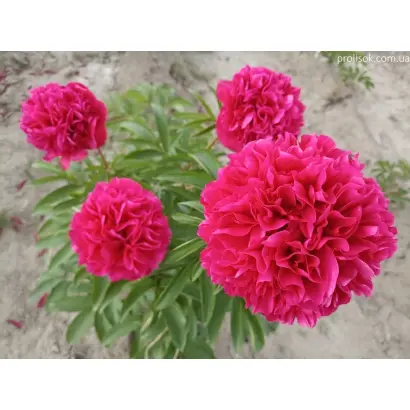 ГОВАРД Р.ВОТКИНС