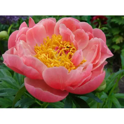 ХЭВЕНТЛИ ПИНК