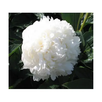 МЭТЧЛЕС БЬЮТИ