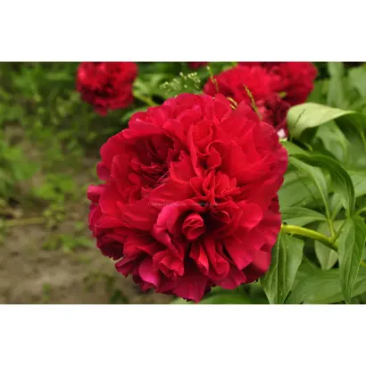 ЭДГАР ДЖЕССЕП