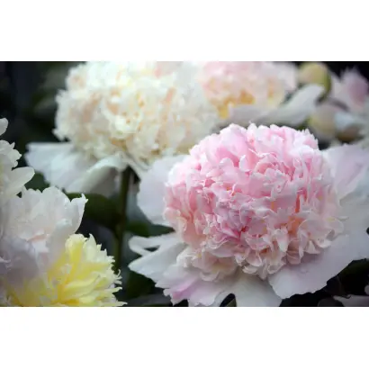 ИВАН ГОРОЖАНКИН