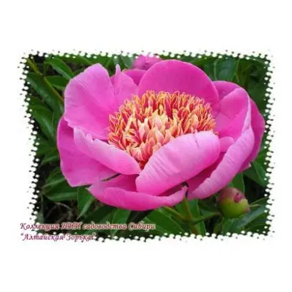 АЛТАЙСКАЯ ЗОРЬКА