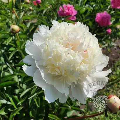 СНОУ МАУНТИН