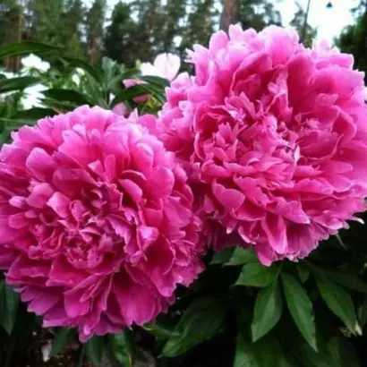 ГЛОРИ ХЭЛИЛУЙЕН