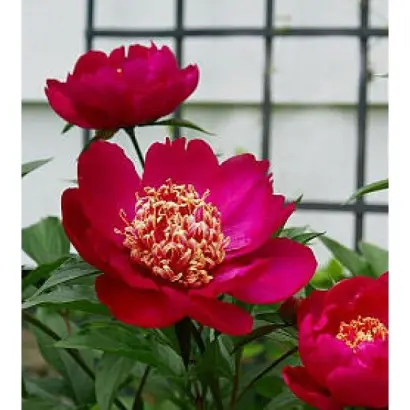 БЭРРИНГТОН БЕЛЛ