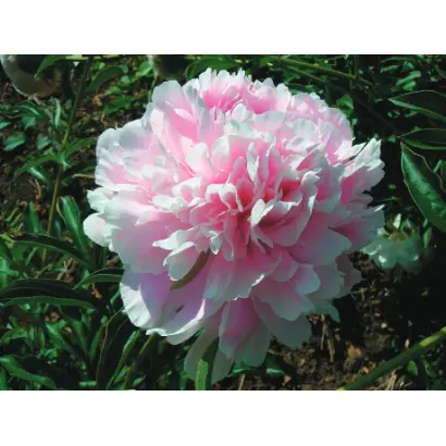 ПАМЯТИ НАЗАРОВОЙ