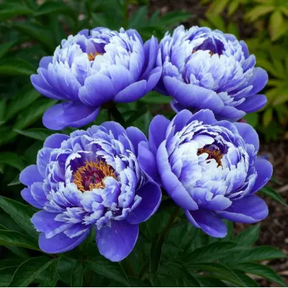 СИРЕНЕВЫЙ ТУМАН