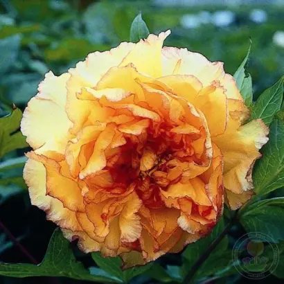 СИБИРСКИЙ СУВЕНИР