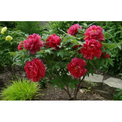 КРАСНЫЙ ШАР