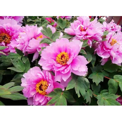 АКАДЕМИК АТАБЕКОВ