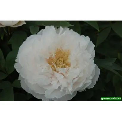 КЛАРА КИСЕЛЕВА