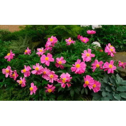 БАТТЕРФЛЯЙ