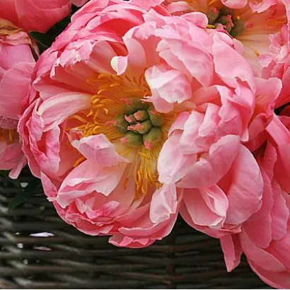 БРИГАНТИНА