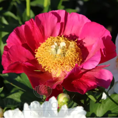 НИКОЛАЙ ВАВИЛОВ