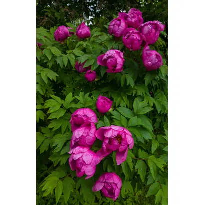 ЮЛИЯ ДРУНИНА