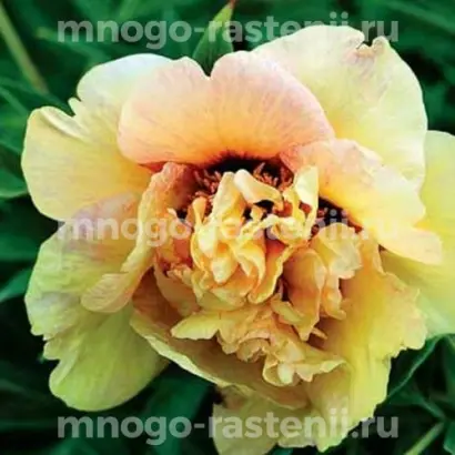 АКАДЕМИК САДОВНИЧИЙ