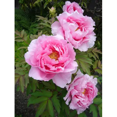 ВОРОБЬЕВСКИЙ