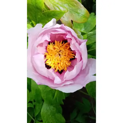 ВАДИМ ТИХОМИРОВ