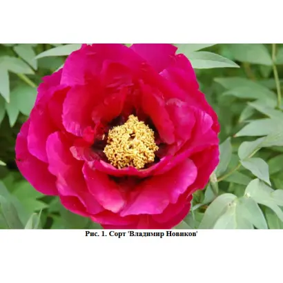 ВЛАДИМИР НОВИКОВ