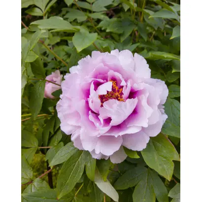 СЕРГЕЙ УСПЕНСКИЙ