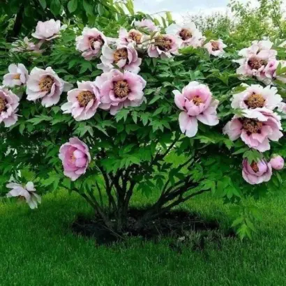 АНАСТАСИЯ СОСНОВЕЦ