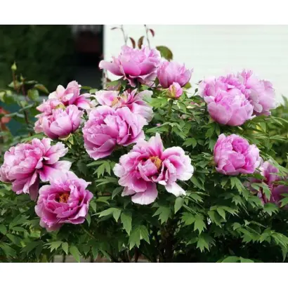 ПЕТР ВЕЛИКИЙ