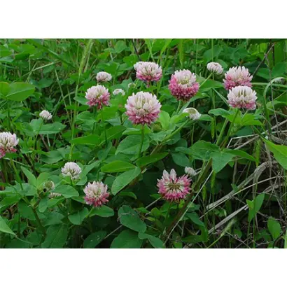 СЕВЕРОДВИНСКИЙ 326