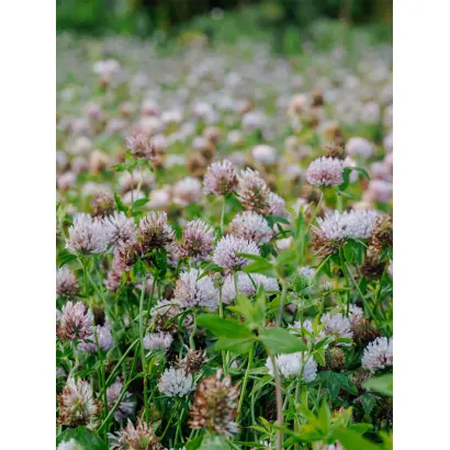 СМОЛЕНСКИЙ