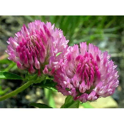 СРЕДНЕРУССКИЙ