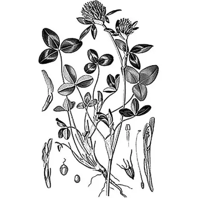 КОНИЩЕВСКИЙ МЕСТНЫЙ