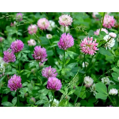 ПЕРМСКИЙ МЕСТНЫЙ