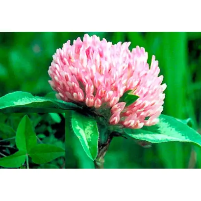 МАРУСИНСКИЙ 150