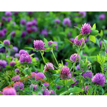 МАКАРОВСКИЙ МЕСТНЫЙ