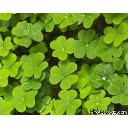 ВОЖЕГОДСКИЙ МЕСТНЫЙ