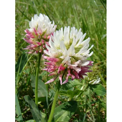 СТЕНДСКИЙ ПОЗДНЕСПЕЛЫЙ 11