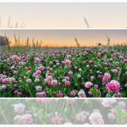 ВАДСКИЙ МЕСТНЫЙ