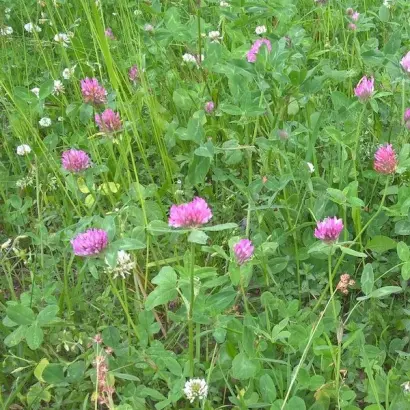 СОЛИГАЛИЧСКИЙ МЕСТНЫЙ