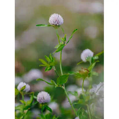 СМОЛЕНСКИЙ 29