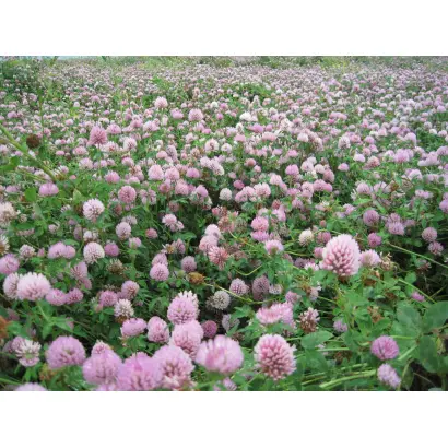 ФАЛЕНСКИЙ 1