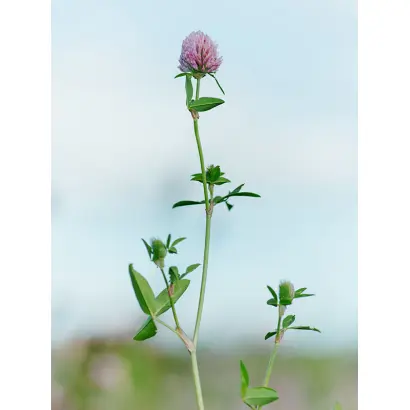 УРАЛЬСКИЙ ДВУУКОСНЫЙ