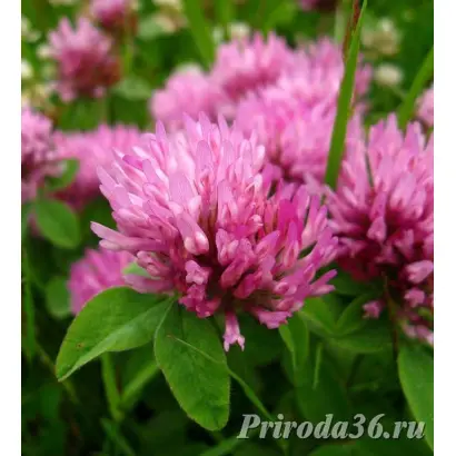 ВОРОНЕЖСКИЙ