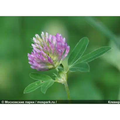 РАСТОРОПНЫЙ