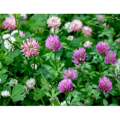 ДЫМКОВСКИЙ