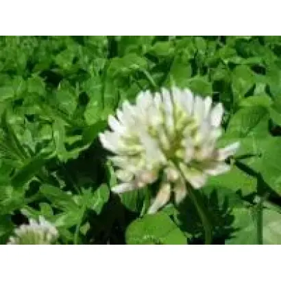 КРЕТУНОВСКИЙ