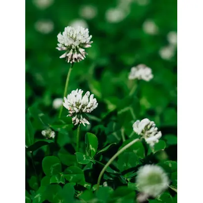 БЕЛОГОРСКИЙ 1