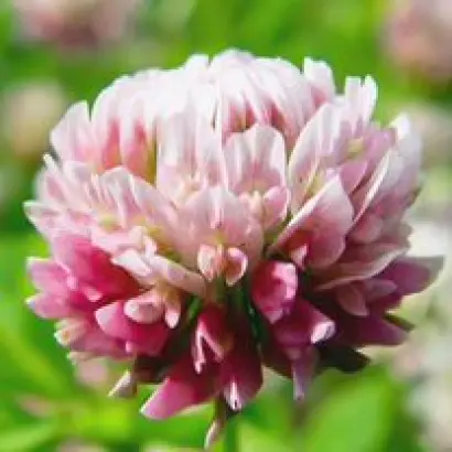 КРАСНОЯРУЖСКИЙ