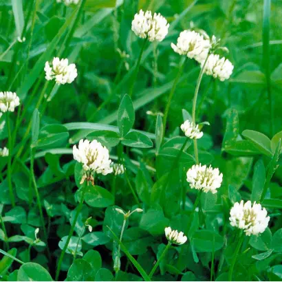 СИЛЬВЕСТЕР