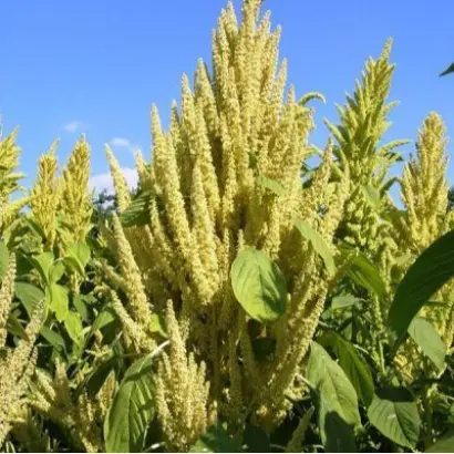 ВОРОНЕЖСКИЙ 36